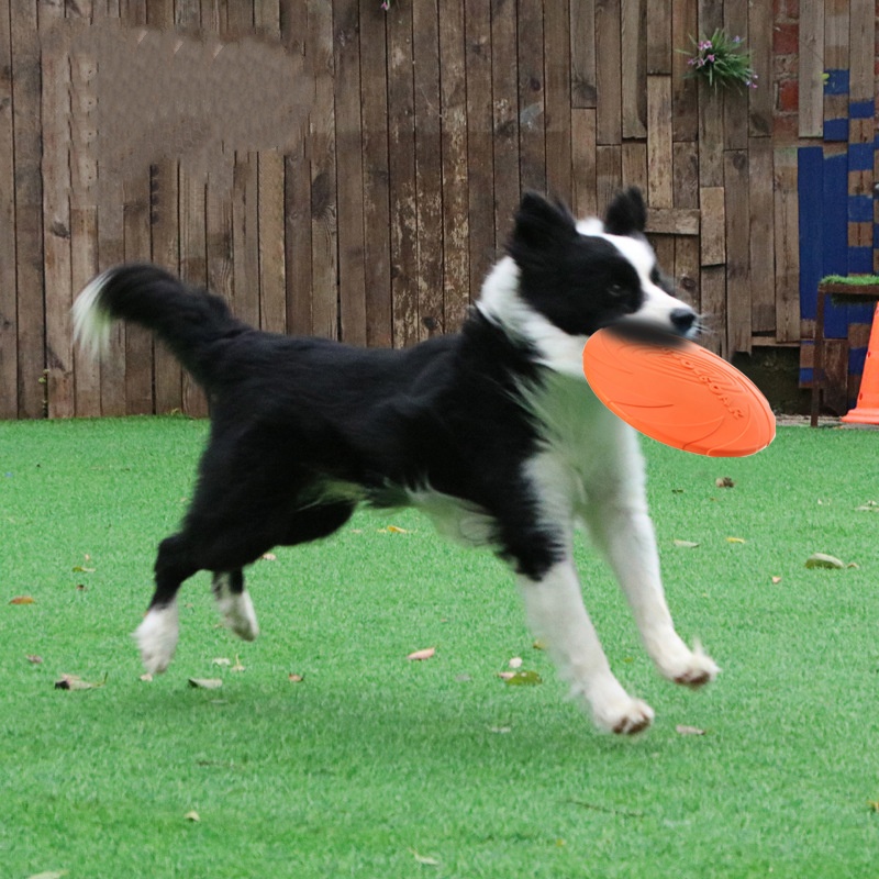 Brinquedo interativo de disco  - Flying Disc Dog Training Toy avaliação e preço